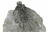 Large, Spiny Quadrops Trilobite - Top Quality Preparation #267220-5